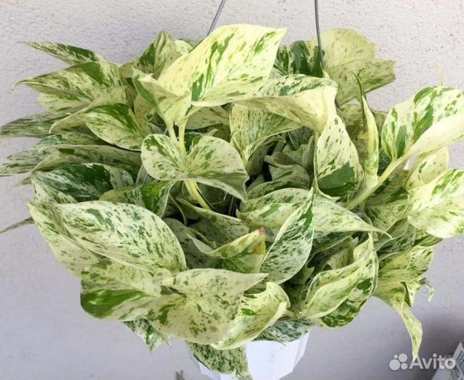 Эпипремнум Хеппи Лиф, Марбл Квин, Нджой