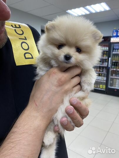 Щенки шпица