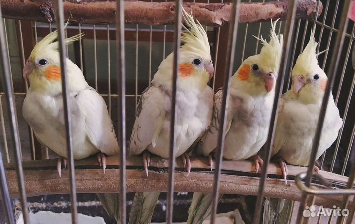 Птенец кореллы 5 месяцев, самка