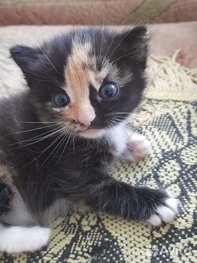 Продам котёнка