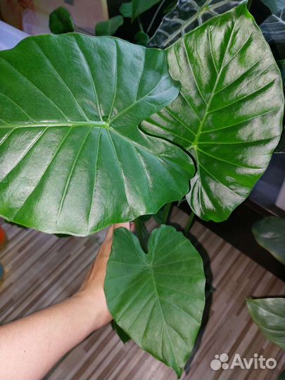 Алоказия гагеана