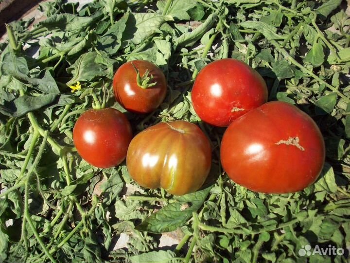 Семена коллекционных сортов томатов