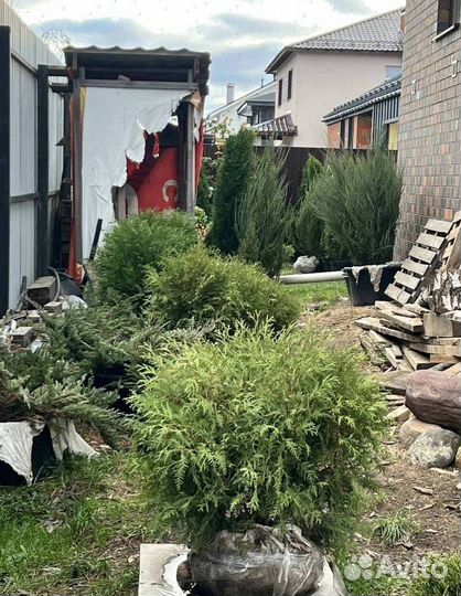 Можжевельник “Скайрокет” доставкой с полей