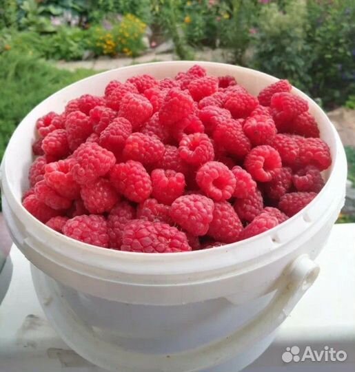 Малина ягода