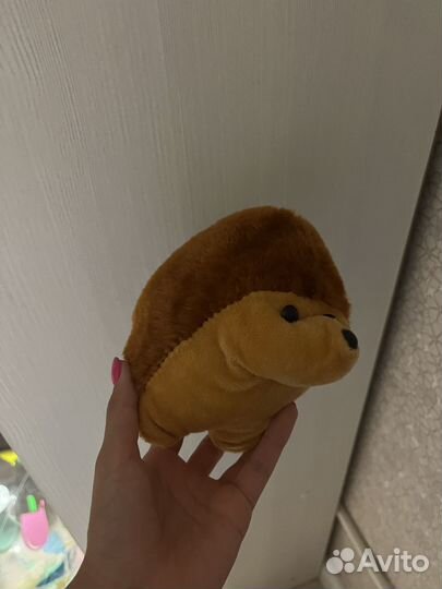 Продаю ежиков-красавчиков