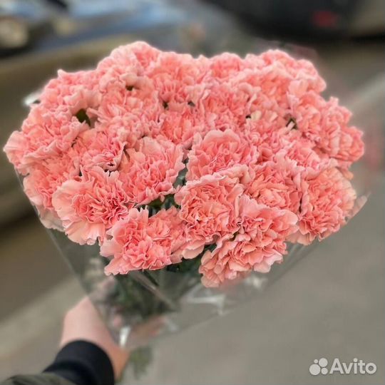 Гвоздика, цветы гвоздики, Москва