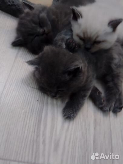 Британские котята