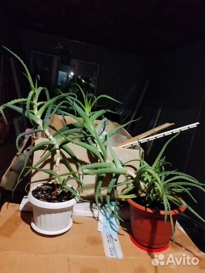 Алоэ многолетние