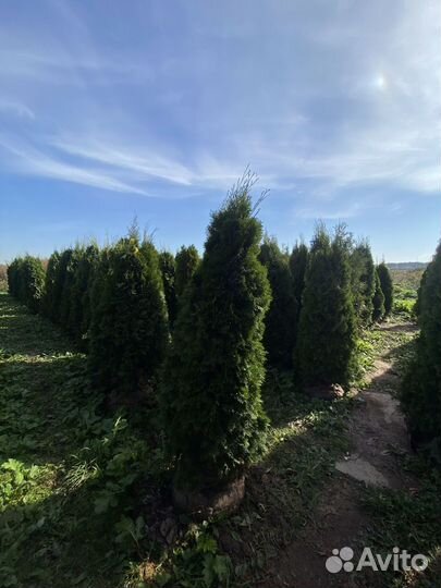 Туя смарагд 2,85 метра