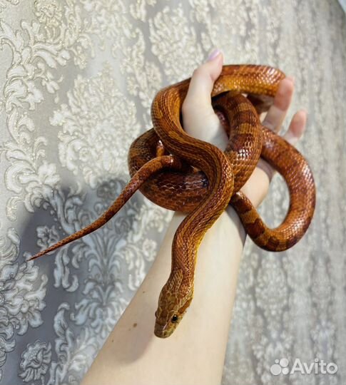 Змея маисовый полоз (Масик - 3 годика)