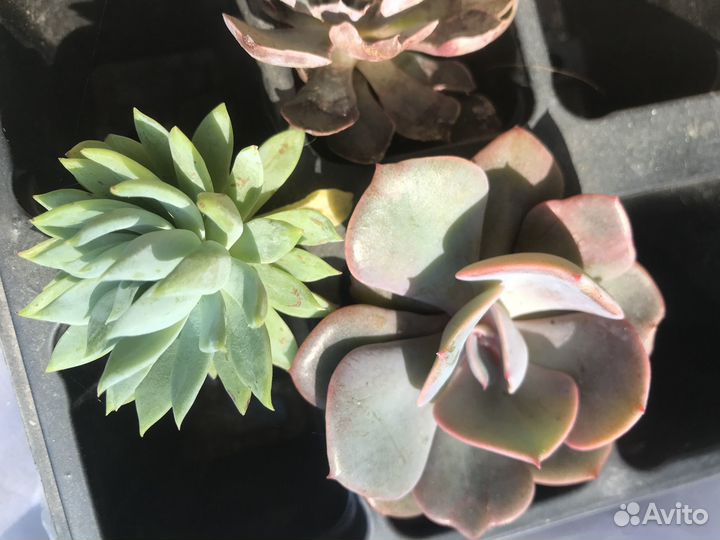 Набор суккулентов Эхеверий 10 шт