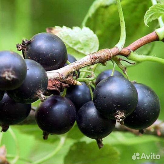Черная смородина