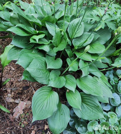 Хоста взрослый куст