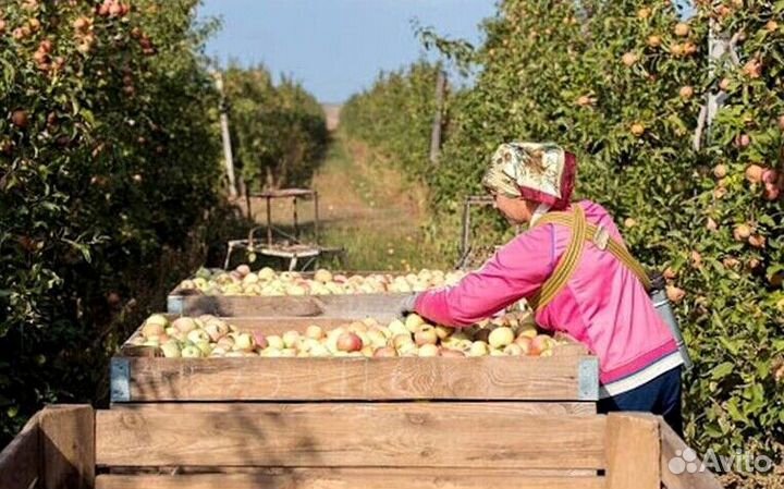 Сборщик яблок в саду. Вахта