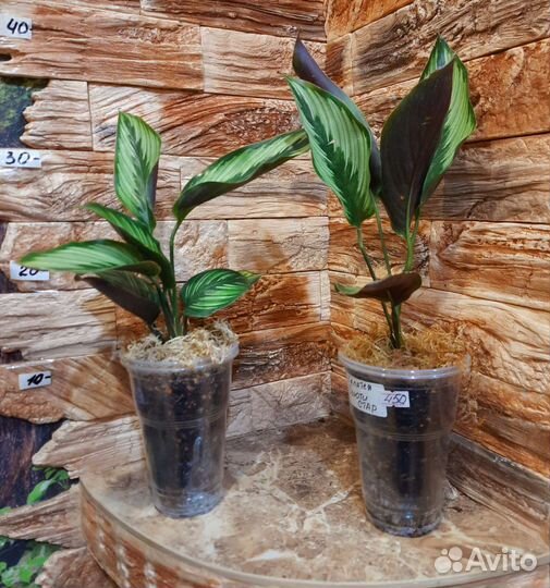 Калатеи в миксе