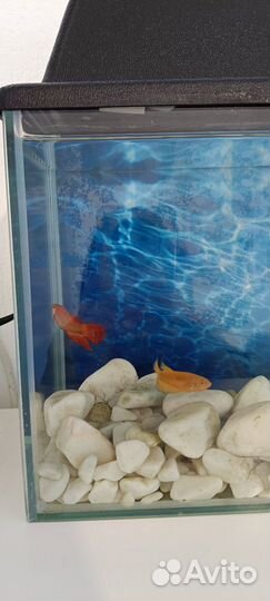 Аквариум с рыбками