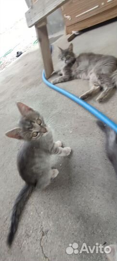 Котята в добрые руки бесплатно