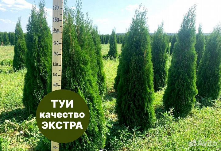 Туя смарагд рост 197,5 см /опт 150 шт