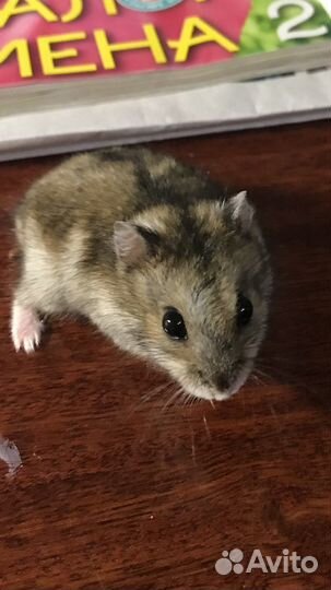 Джунгарский хомяк