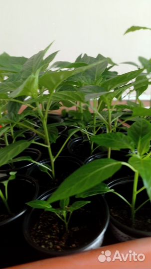 Рассада острого перца