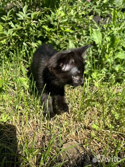 Отдам в добрые руки котенка