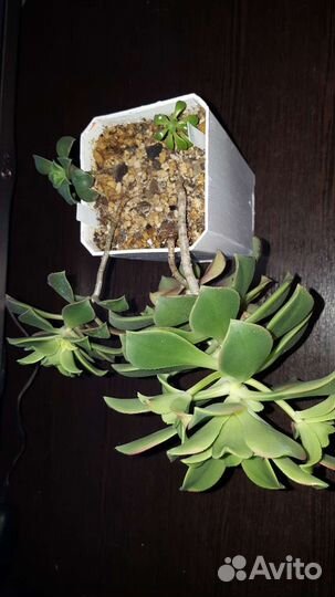 Эониум киви