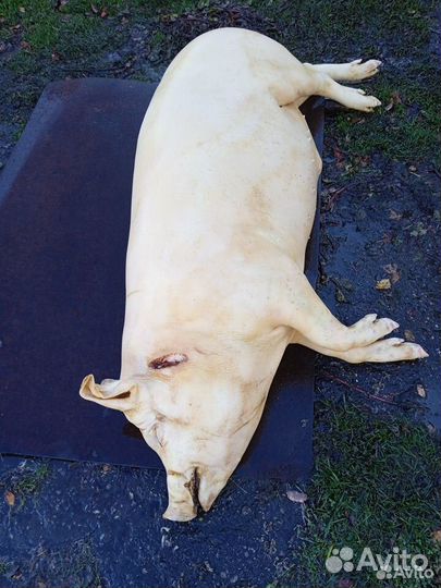 Забойщик скота