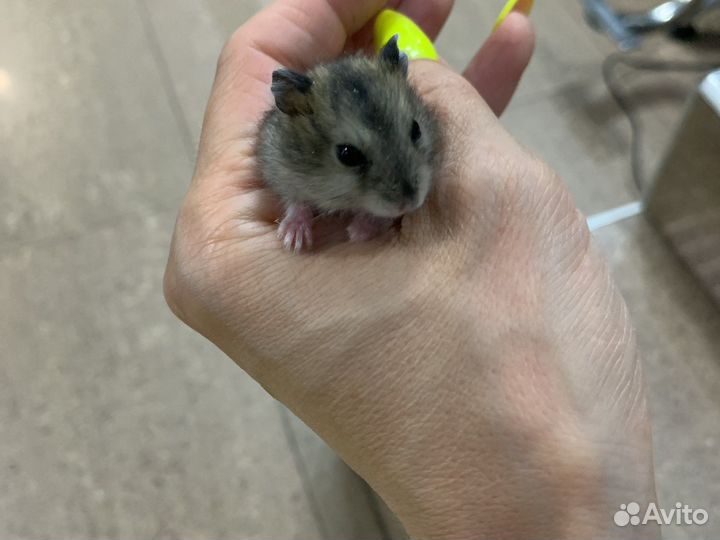 Отдам за шоколадку