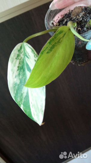 Филодендроны