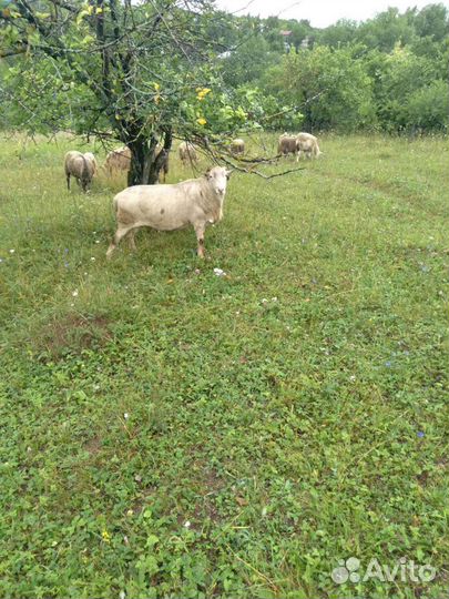 Катумские бараны