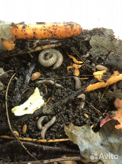 Мокрицы кивсяки тараканы