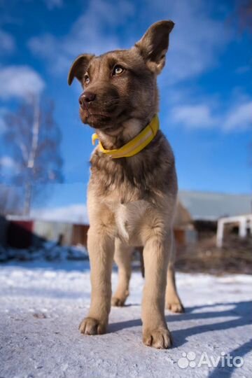 Щенки метисы в добрые руки