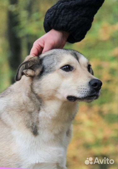 Собаки бесплатно