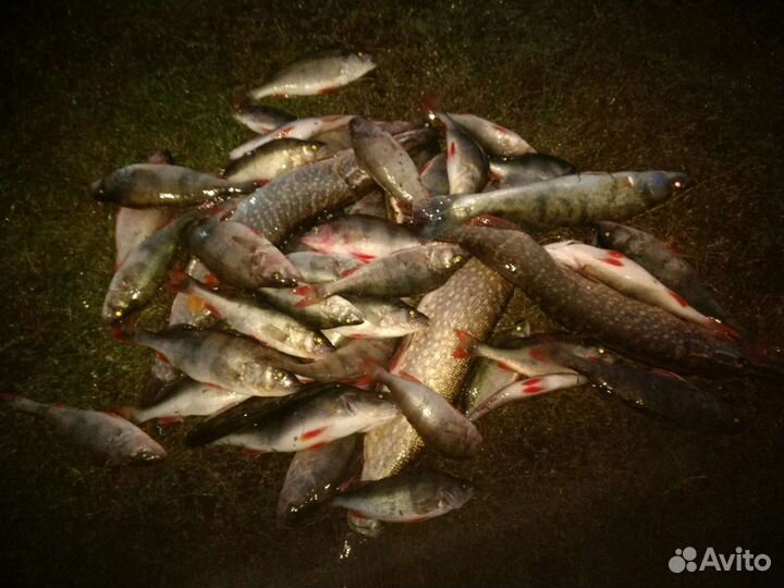 Судак, Берш, окунь крупный