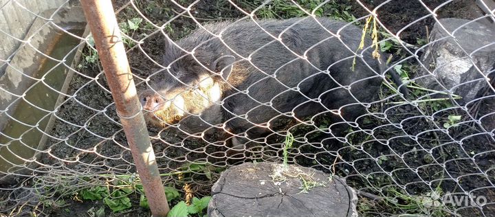 Вьетнамские свиньи