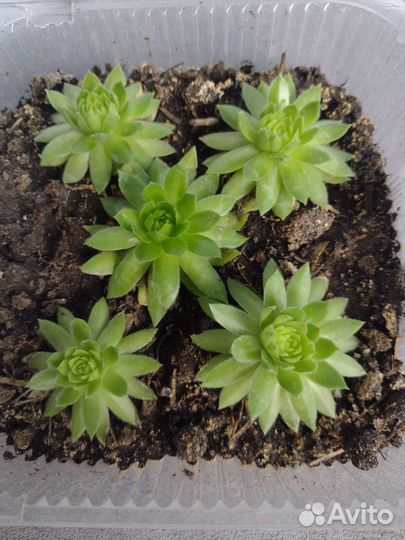 Молодило каменная роза