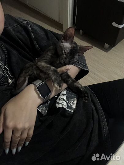 Домашняя передержка животных / собак и кошек