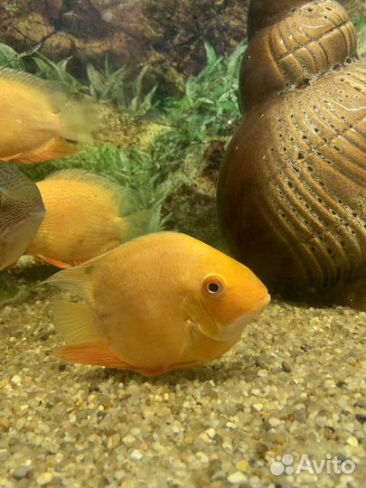 Рыбки цихлиды - северум золотой