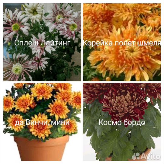 Комнатные цветы, Чунский, Братск, Тайшет