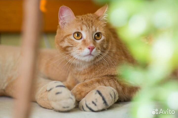 Рыжий котик