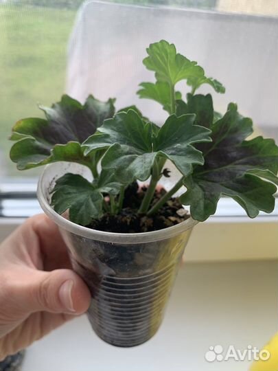 Пеларгония герань