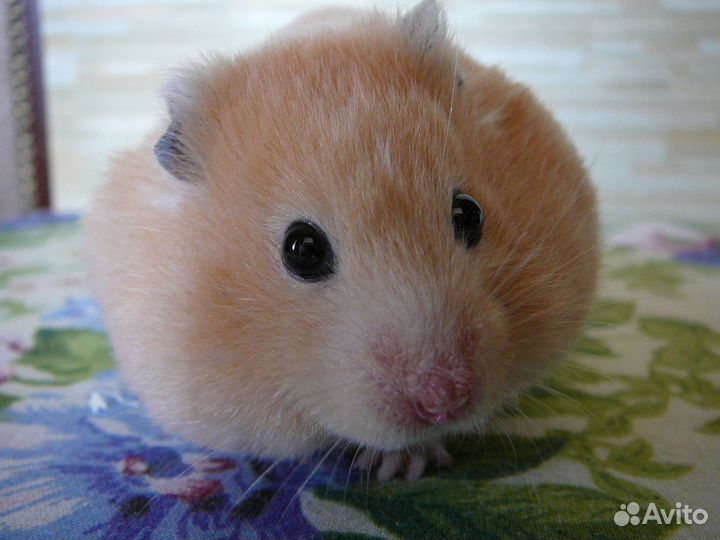 Сирийский сатиновый хомячок (привезу бесплатно)