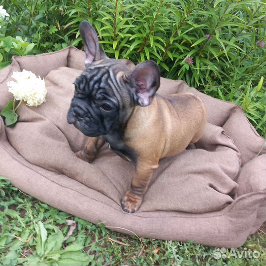 Французский бульдог щенки РКФ