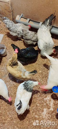 Инкубационное яйцо кур несушек