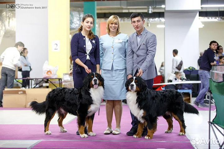 Услуги кинолога