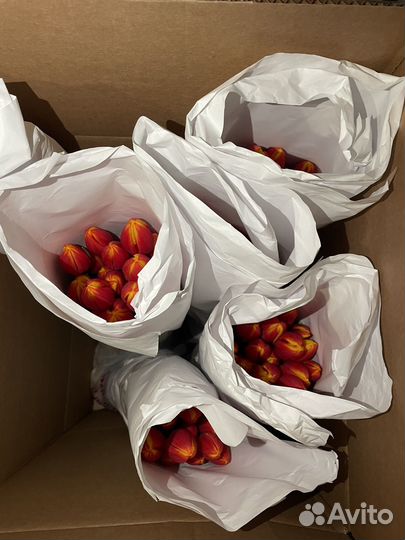 Тюльпаны опт и розница
