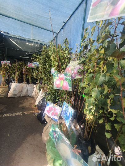 Саженцы плодовых деревьев и декоративных культур