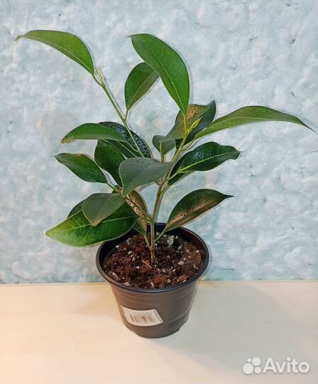 Фикус ретуза