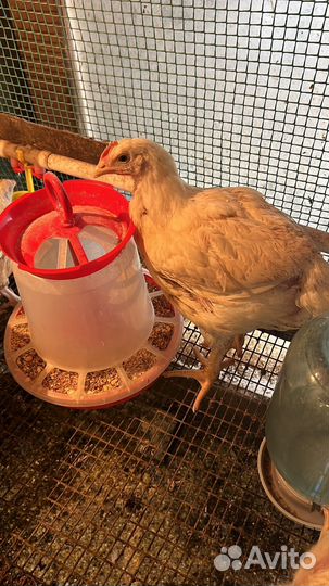 Мясо броллейра