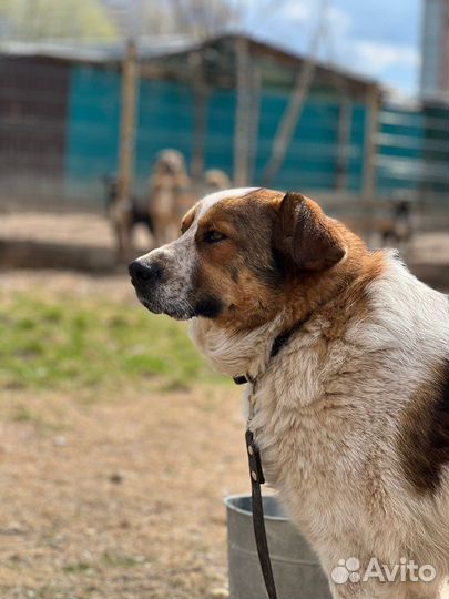 Собака в добрые руки
